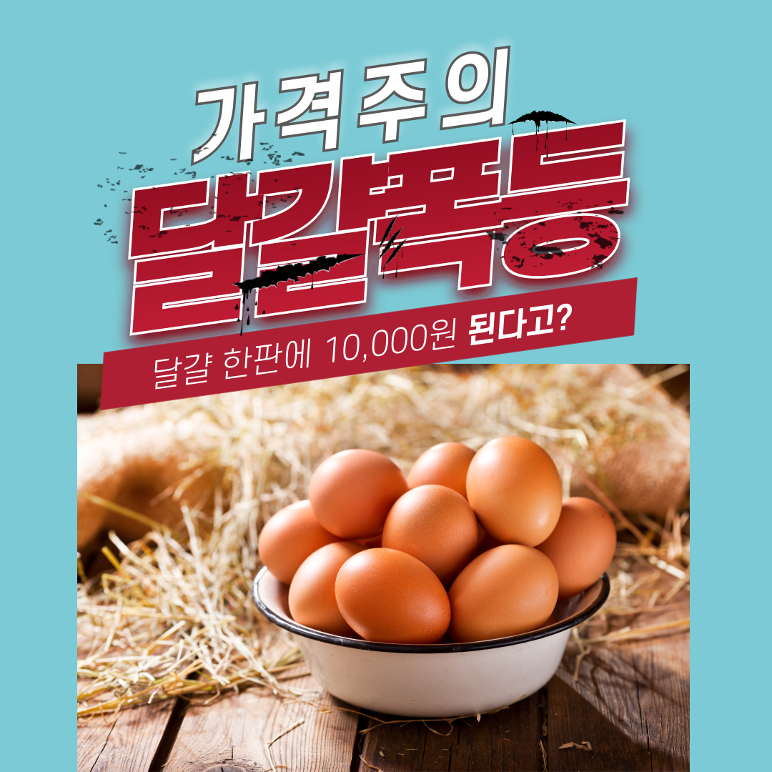 달걀 가격폭등